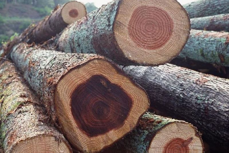 Gỗ gụ là dòng gỗ quý với nhiều đặc trưng rất nổi bật